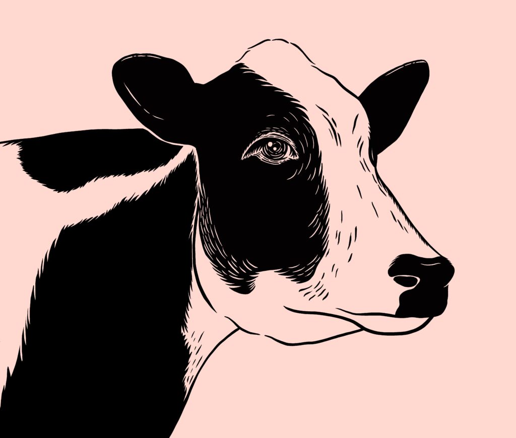 cow