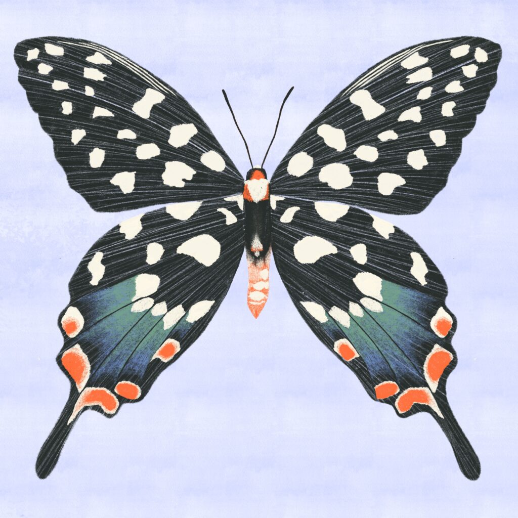 madagascan swallowtail